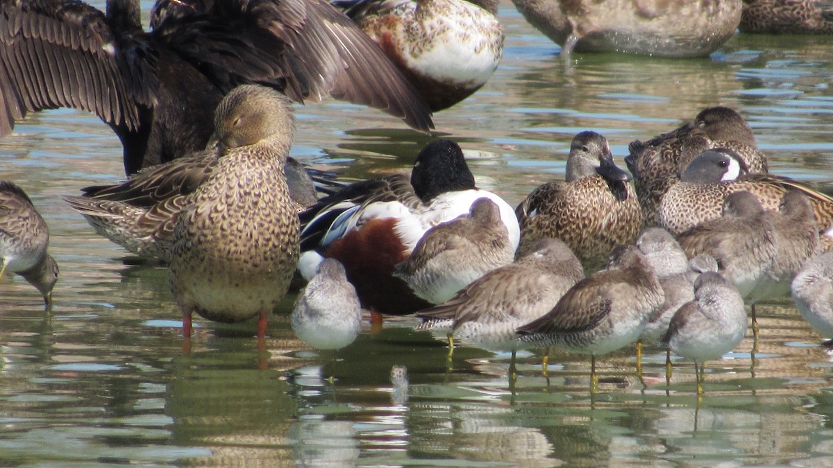 Blue-winged Teal - Gustavo González