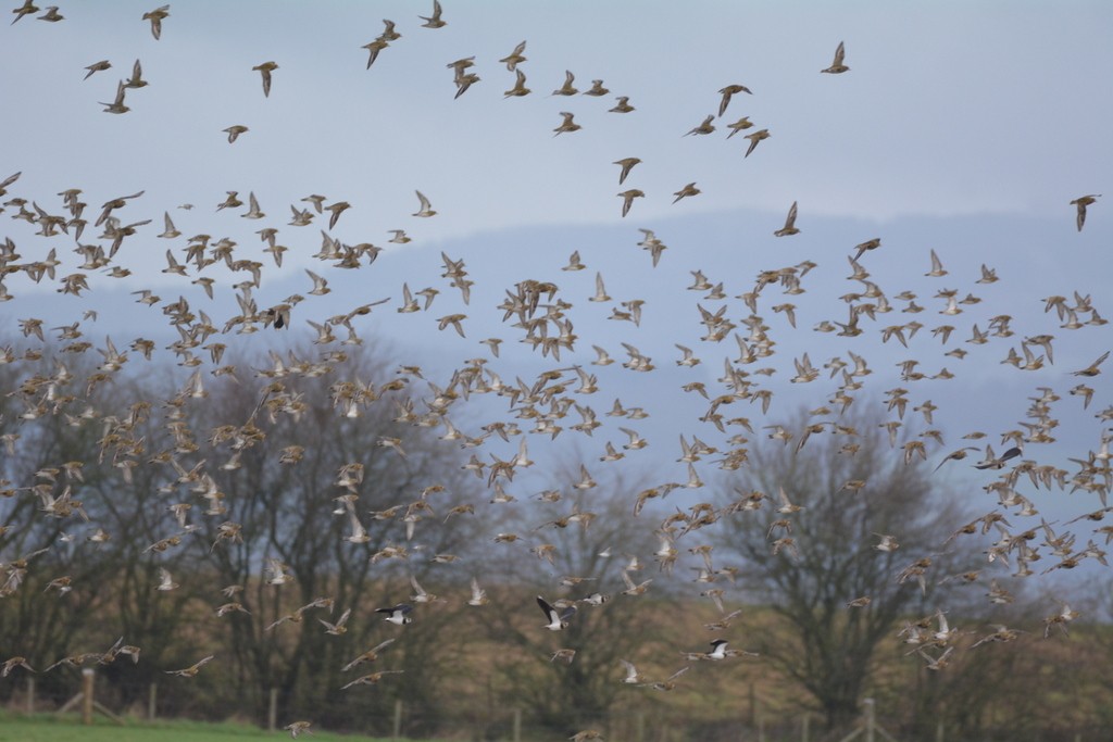 European Golden-Plover - ML413973171