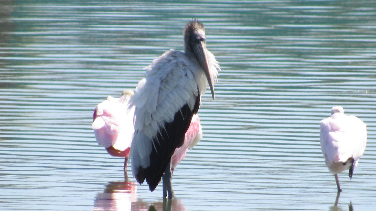 Wood Stork - ML413973861