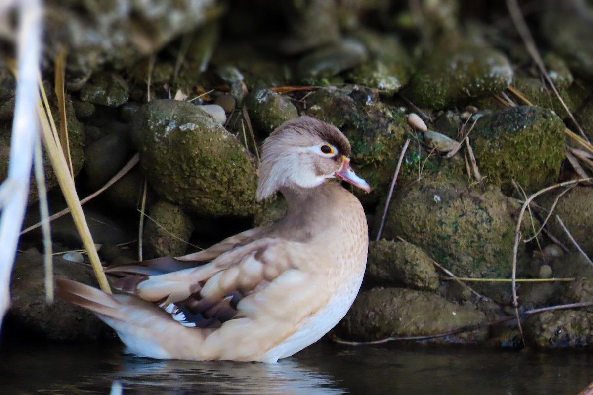 Pato Joyuyo - ML413975691