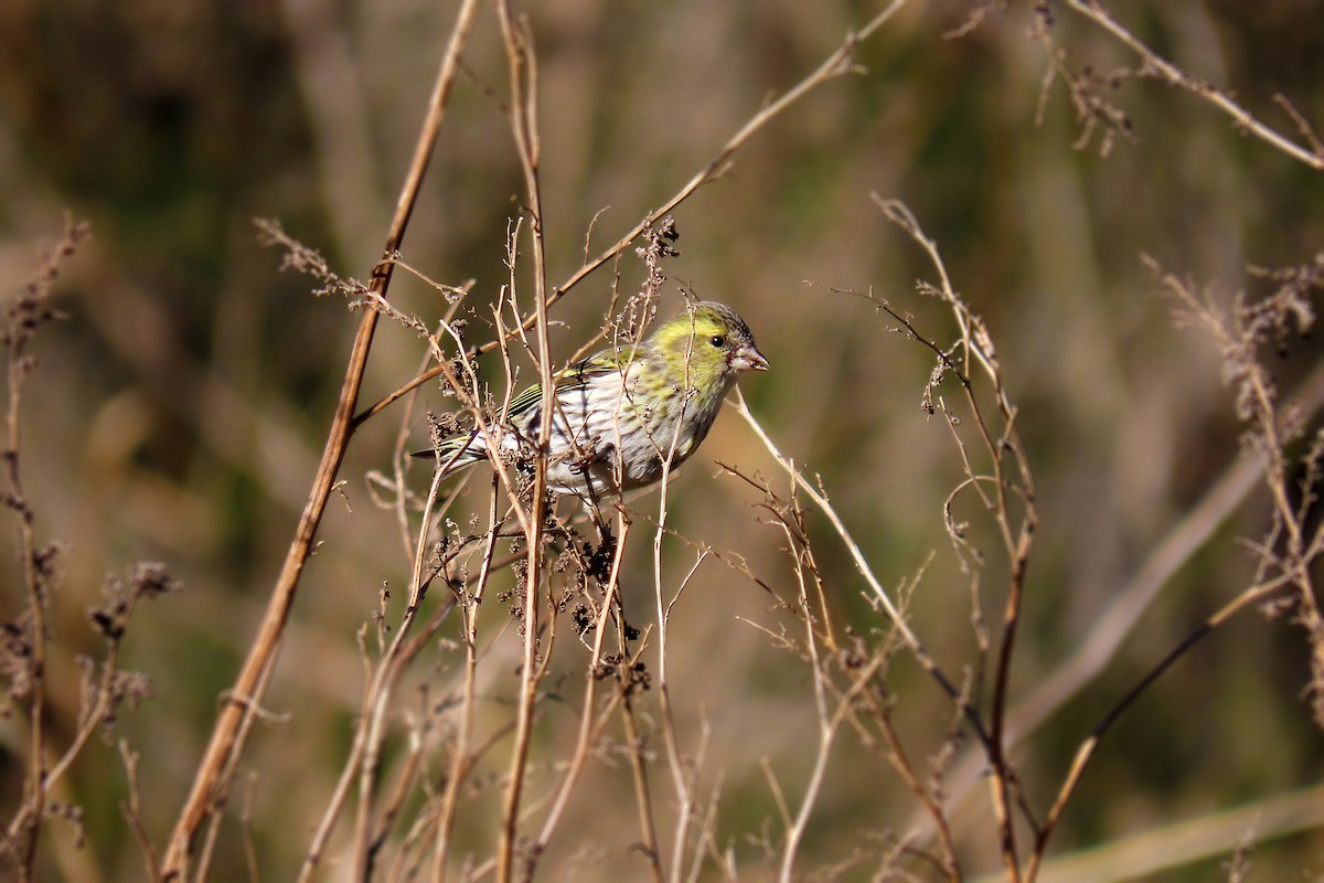 Eurasian Siskin - ML413975891