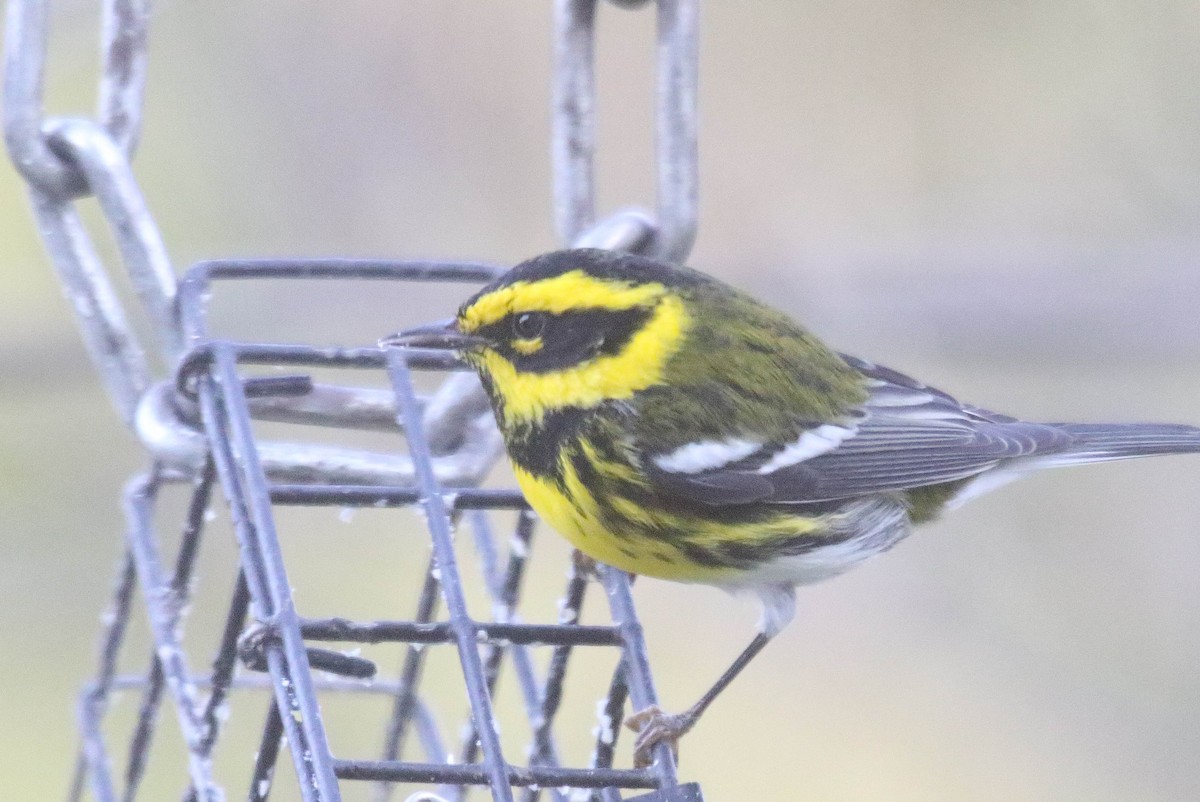 Townsend's Warbler - ML413977631