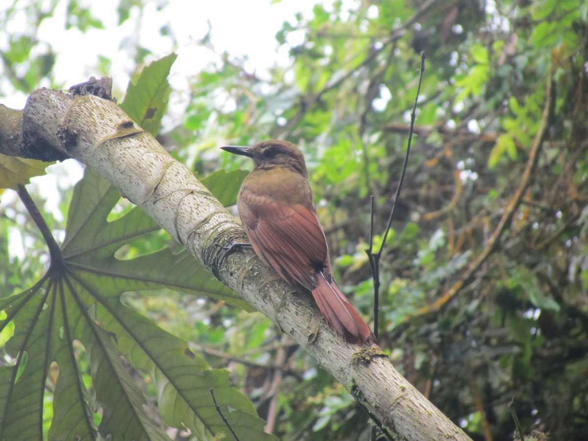 Tyrannine Woodcreeper - Edwin Campbell - www.whitehawkbirding.com