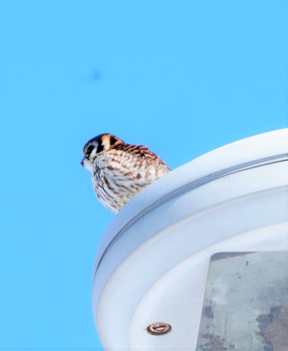 American Kestrel - ML413978021