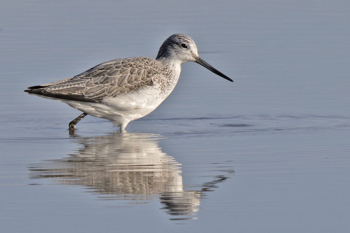 Common Greenshank - ML413981491