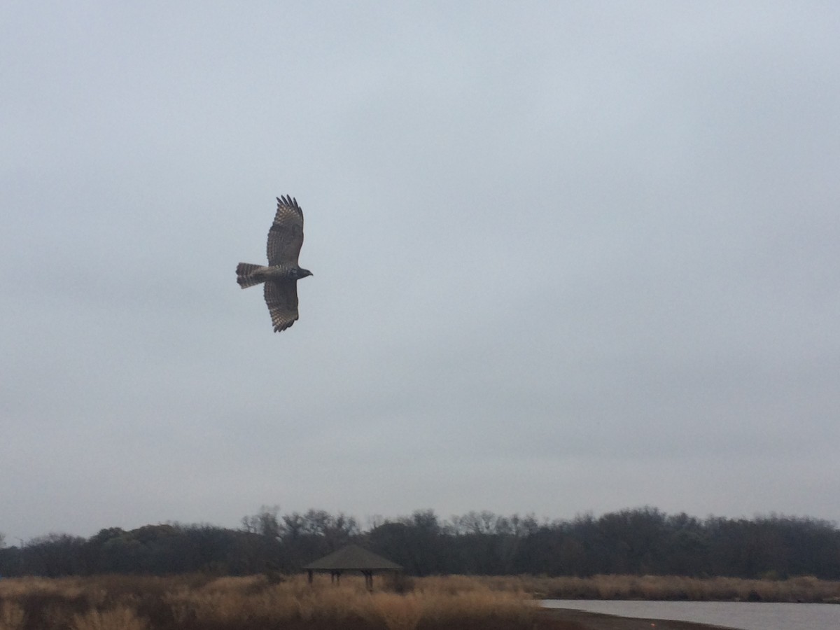 Red-tailed Hawk - ML41398151