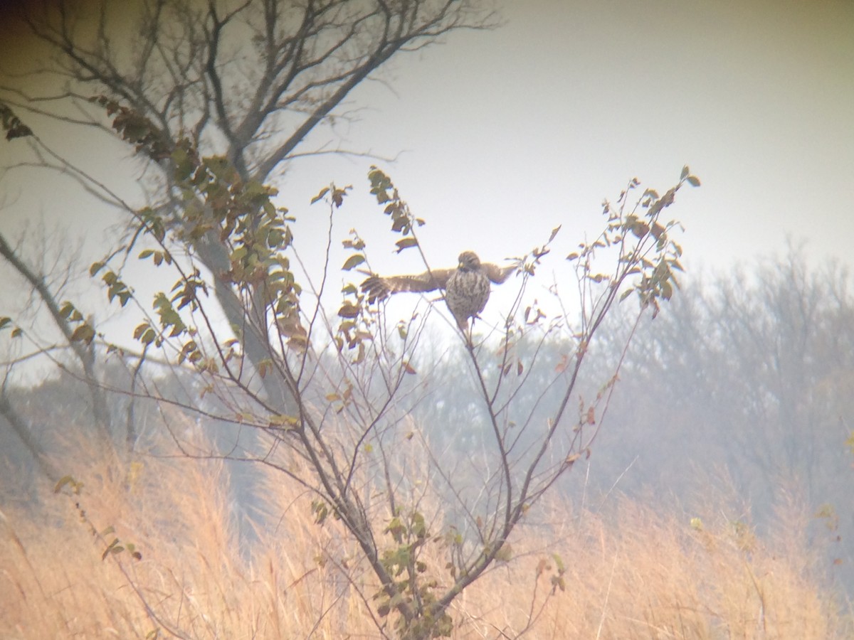 Red-tailed Hawk - ML41398291