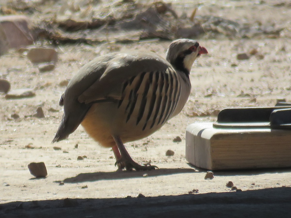 Chukar - Karen Vandzura