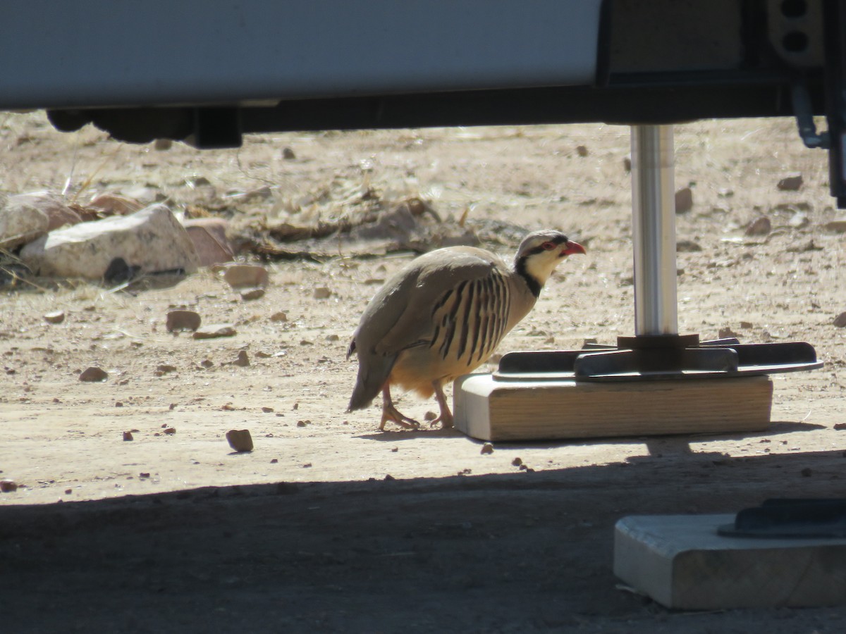 Chukar - Karen Vandzura