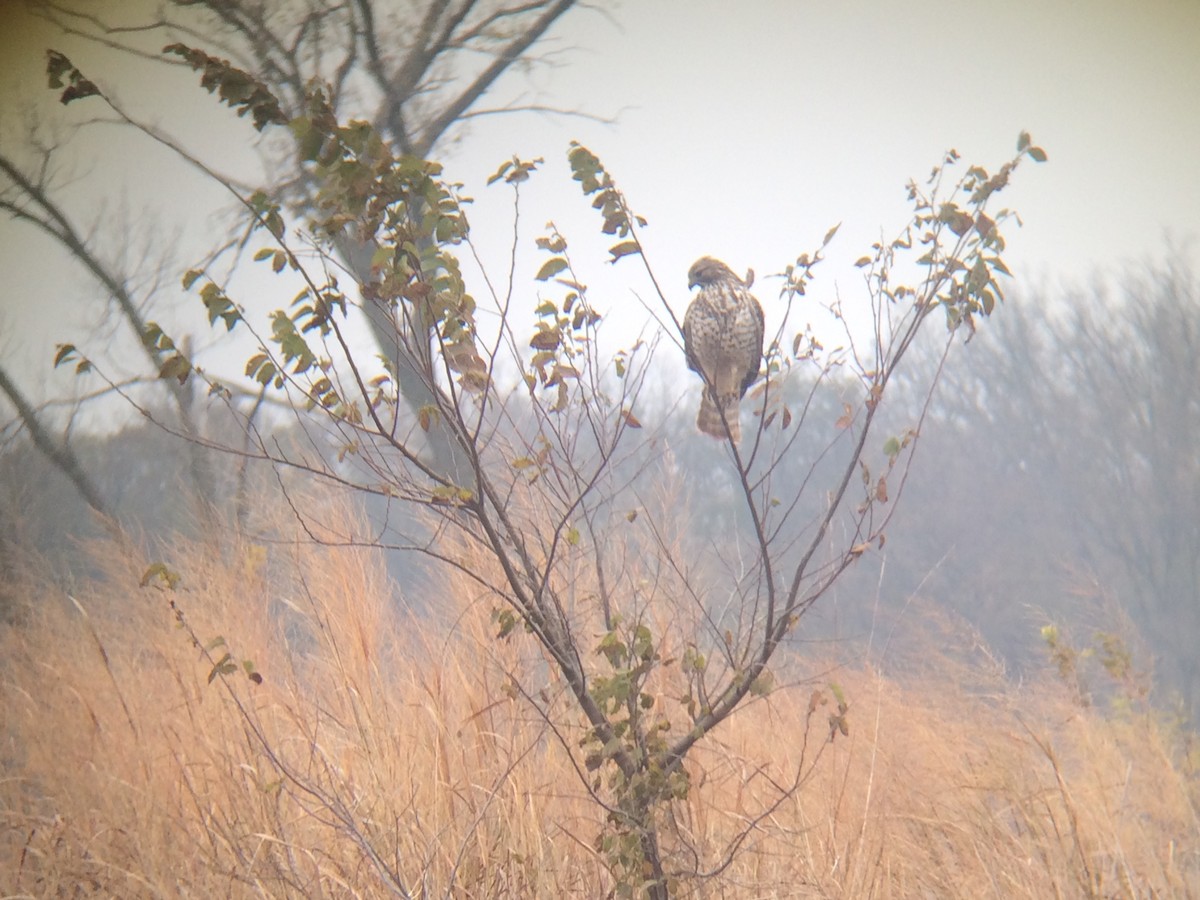 Red-tailed Hawk - Michael Novak