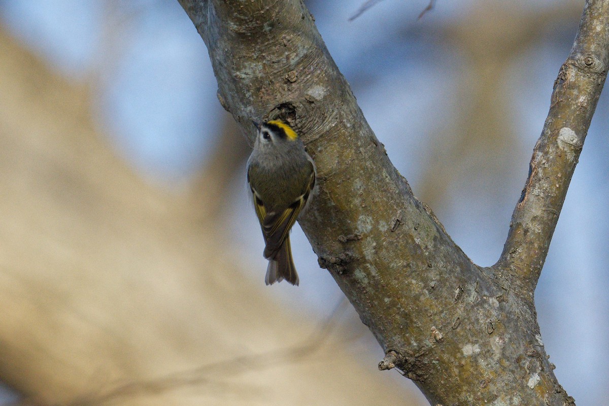 Golden-crowned Kinglet - ML413983621