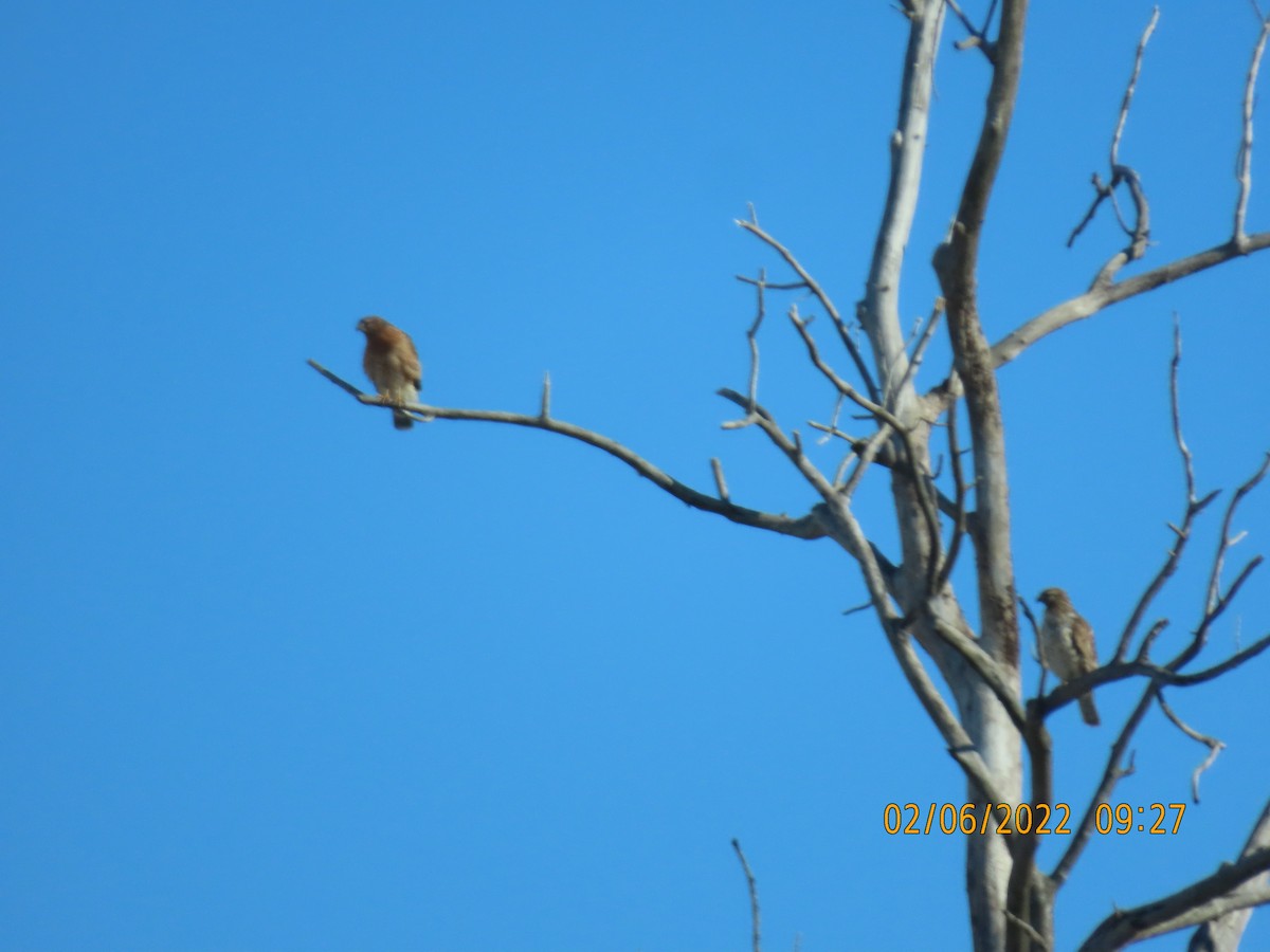 Red-shouldered Hawk - ML413984551