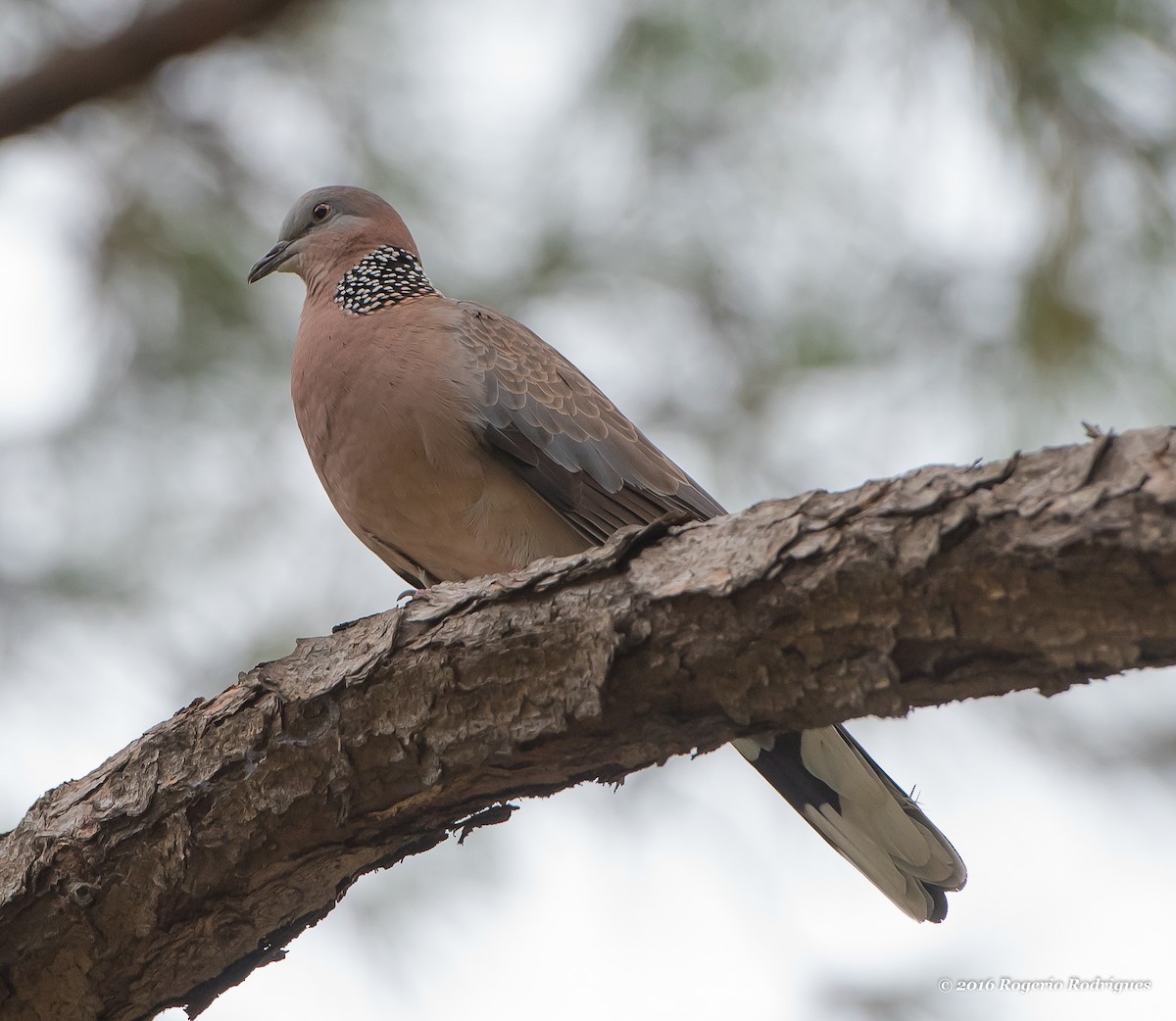Spotted Dove - ML41398481