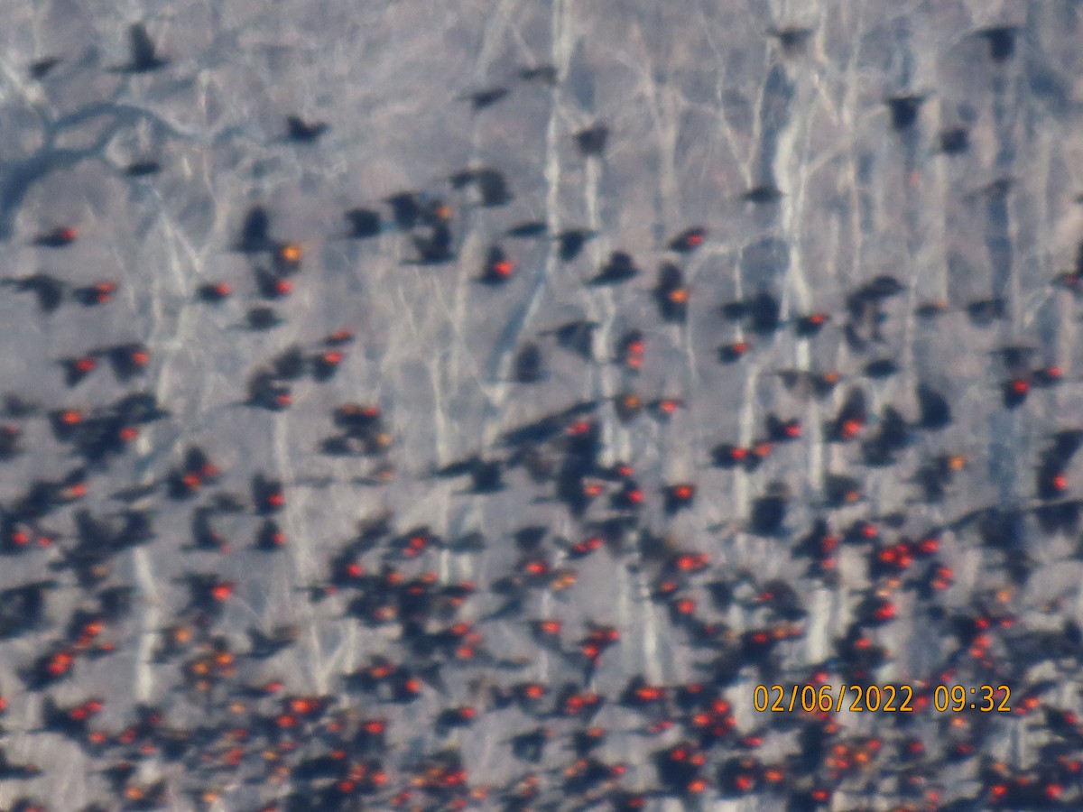 Red-winged Blackbird - ML413986871