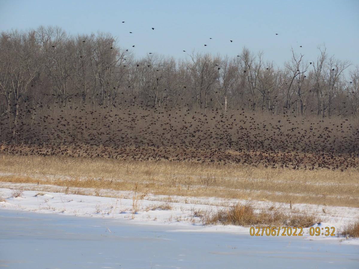 Red-winged Blackbird - ML413986911