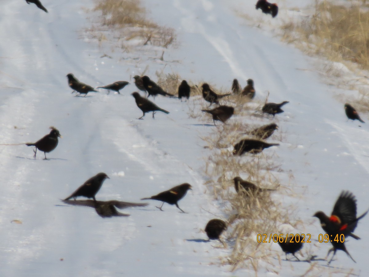 Red-winged Blackbird - ML413986951