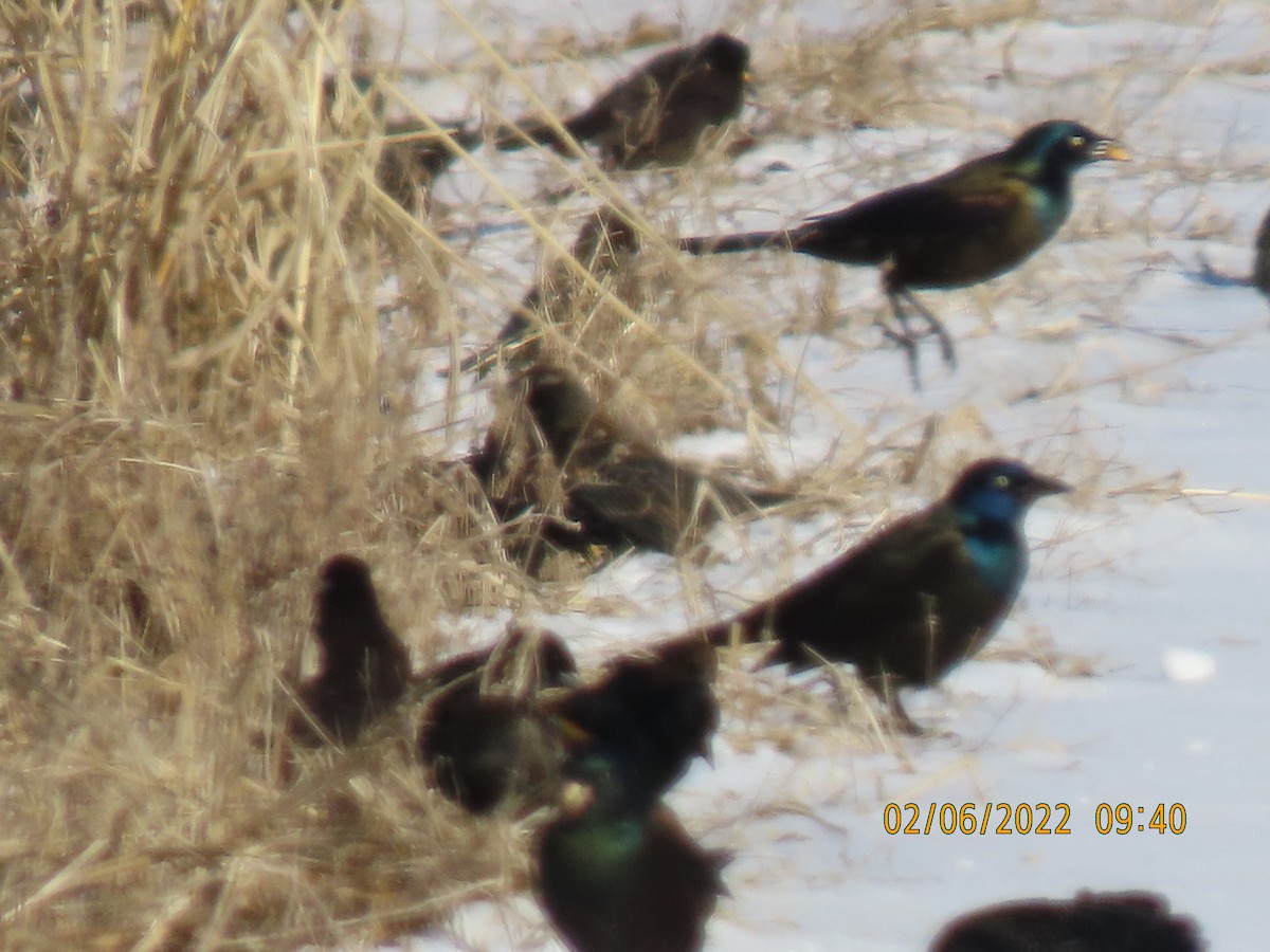Common Grackle - ML413987061