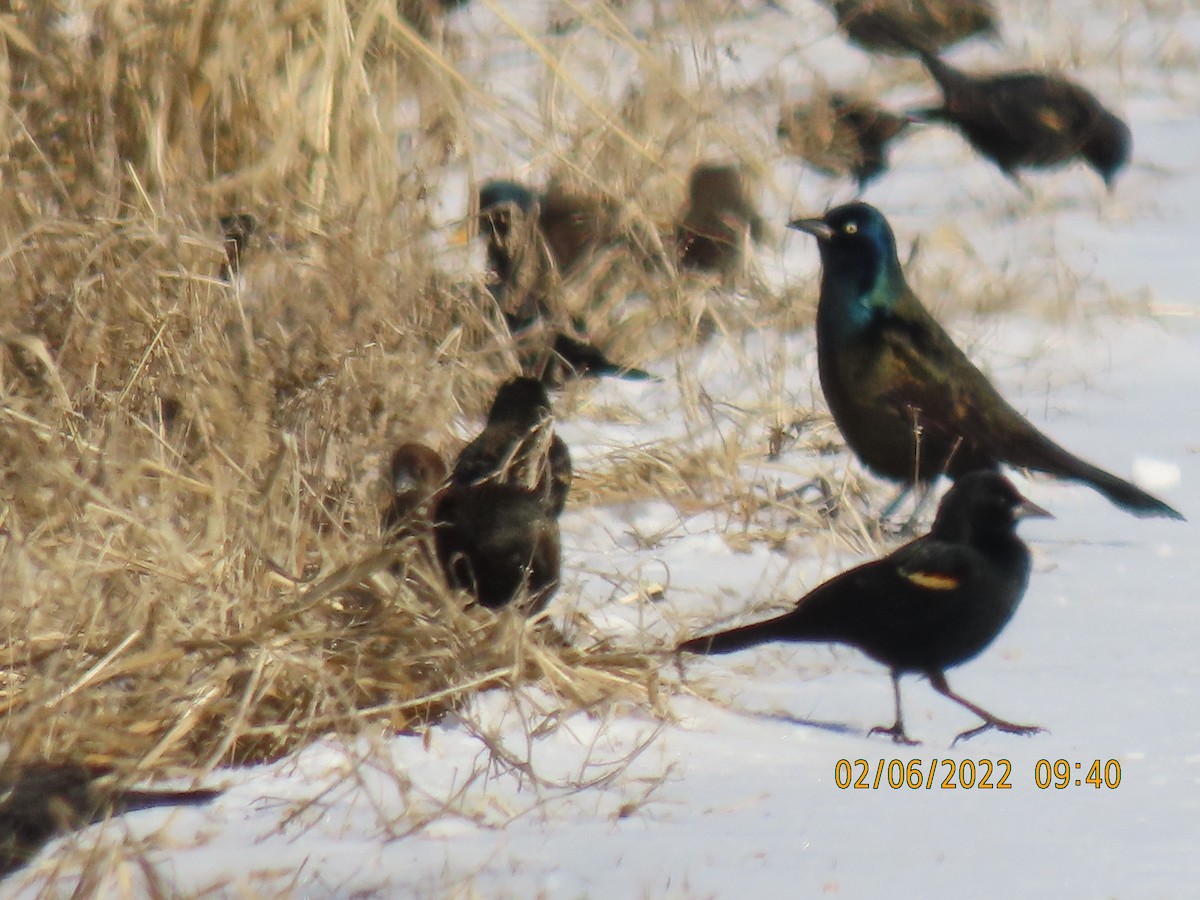 Common Grackle - ML413987081