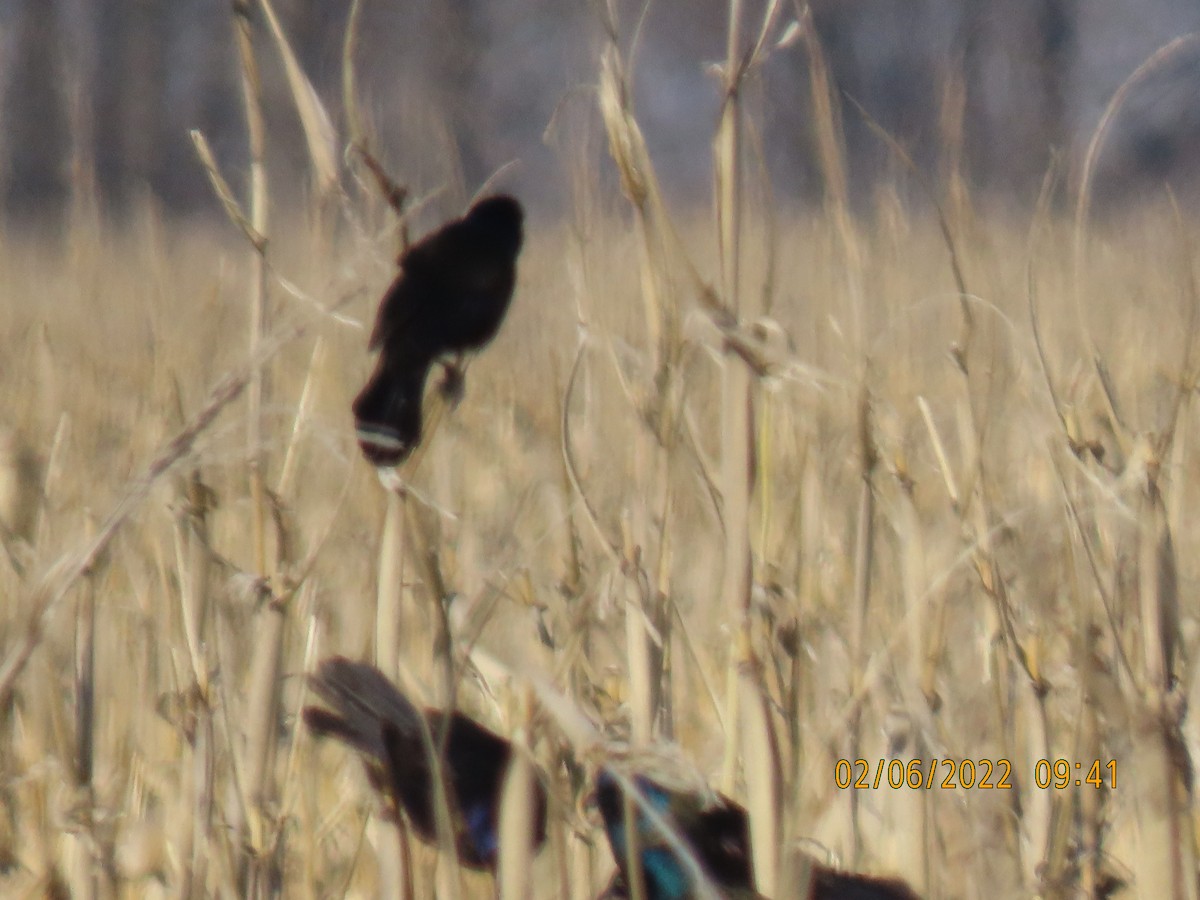 Common Grackle - ML413987111