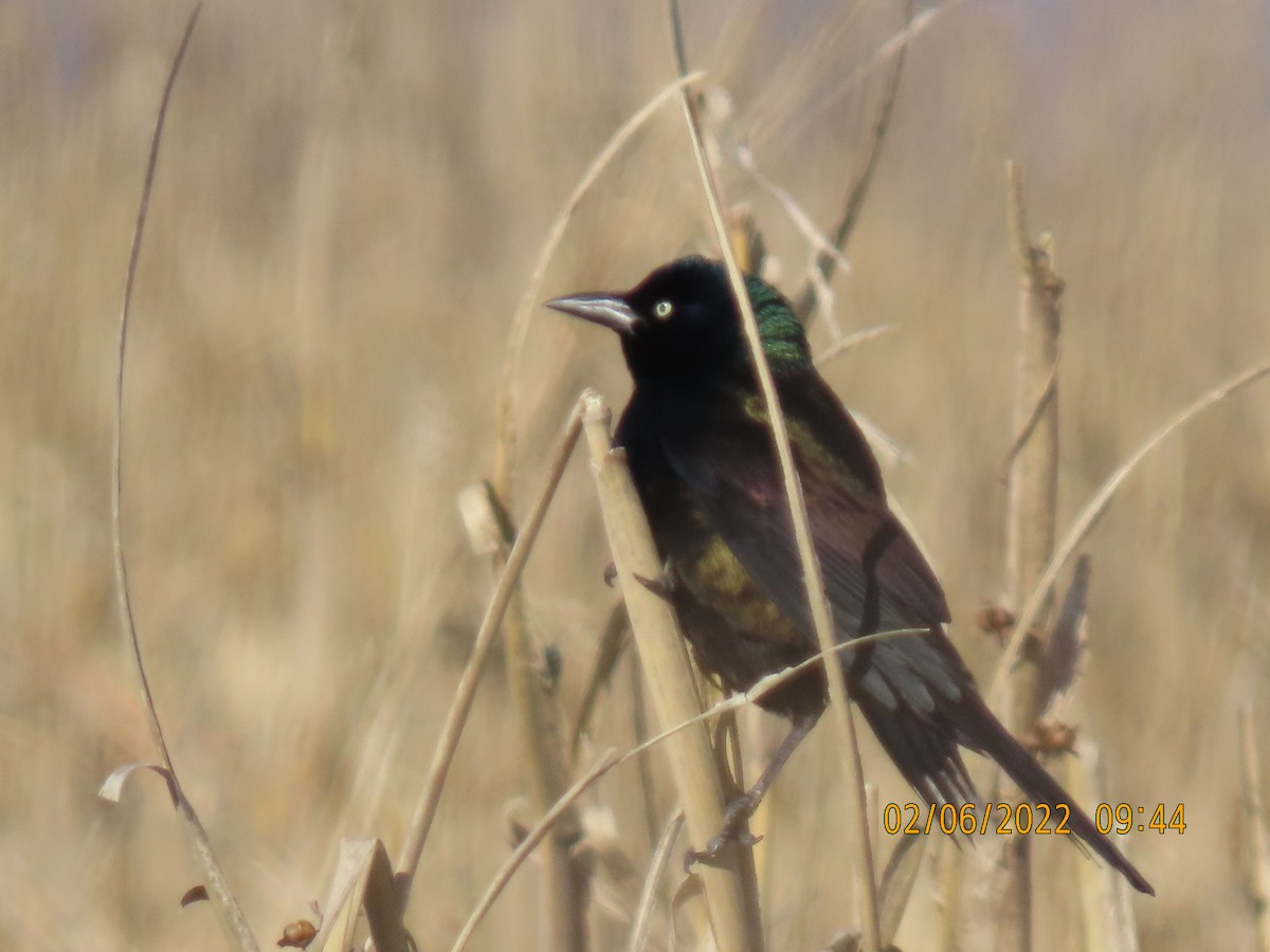 Brewer's Blackbird - ML413987161
