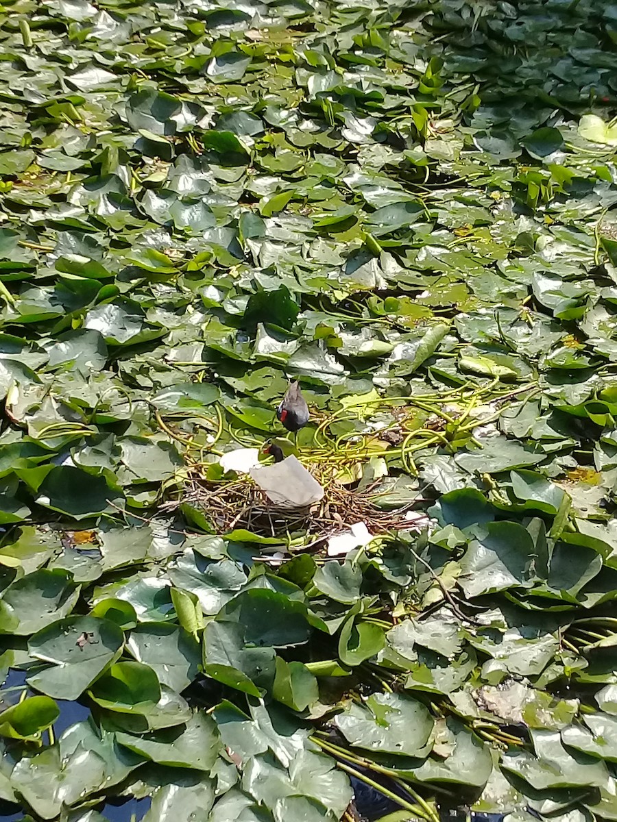 Common Gallinule - ML413987171