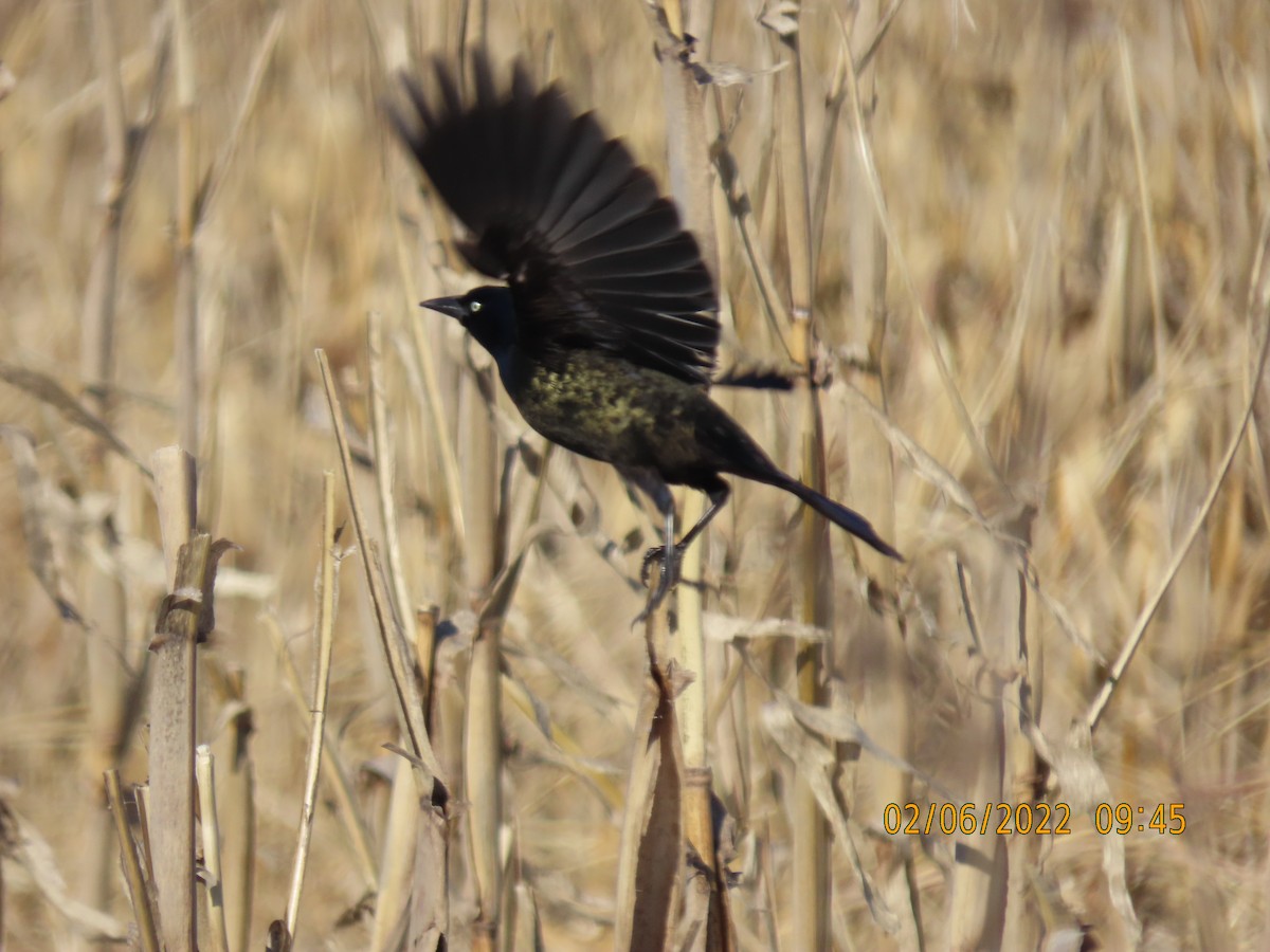 Brewer's Blackbird - ML413987241