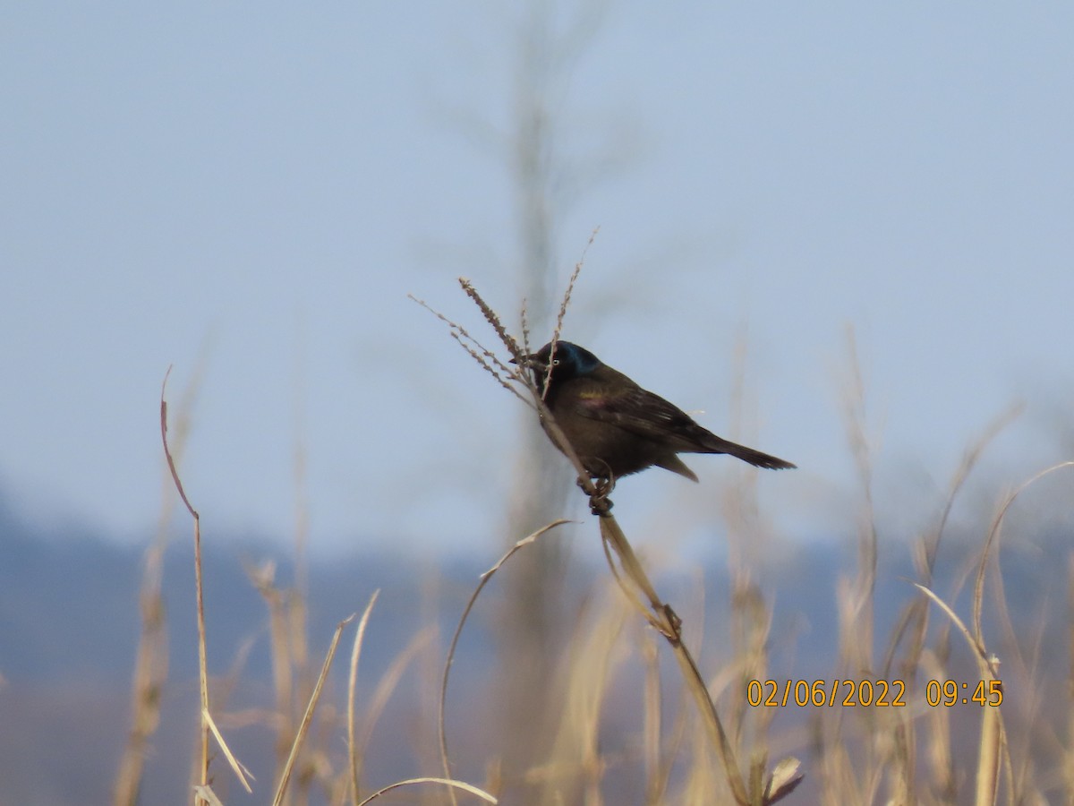 Rusty Blackbird - ML413987281