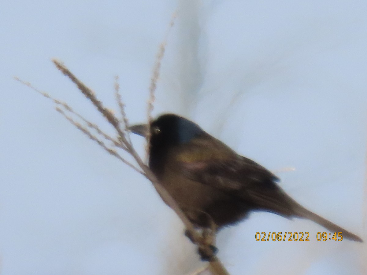 Rusty Blackbird - ML413987291