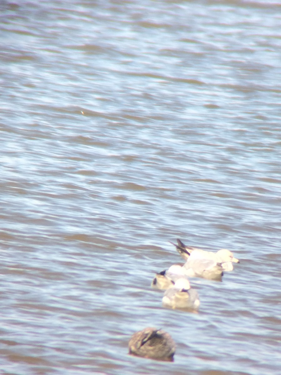 Ring-billed Gull - Michael Novak