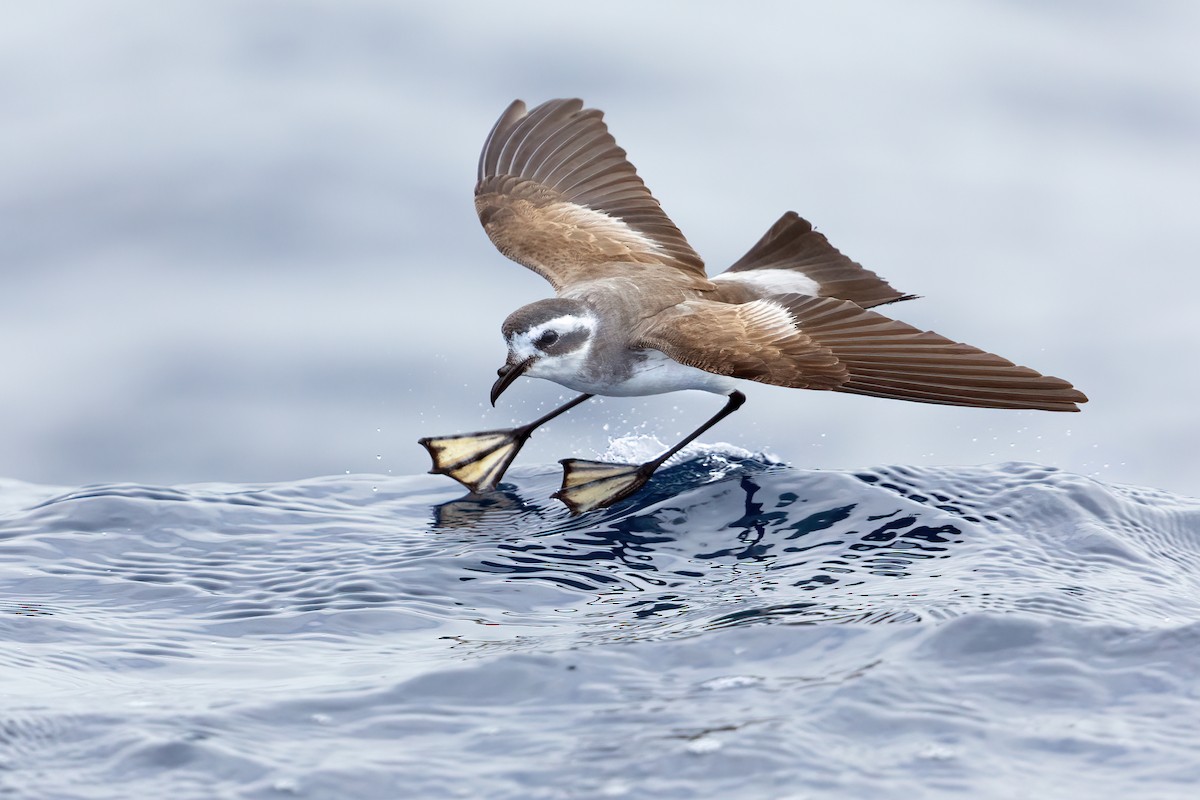 White-faced Storm-Petrel - ML413988131