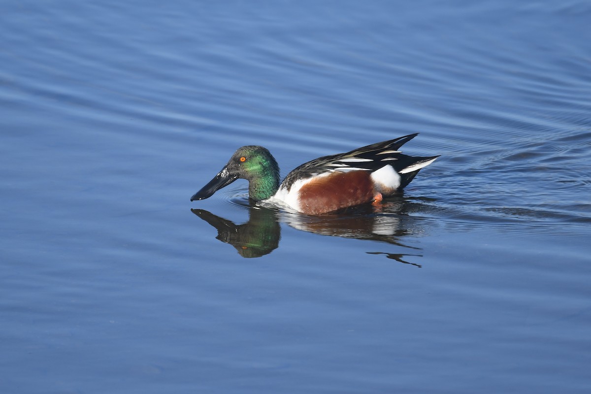 Northern Shoveler - Santiago Caballero Carrera