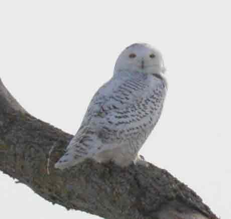 Snowy Owl - Basia Kruszewska