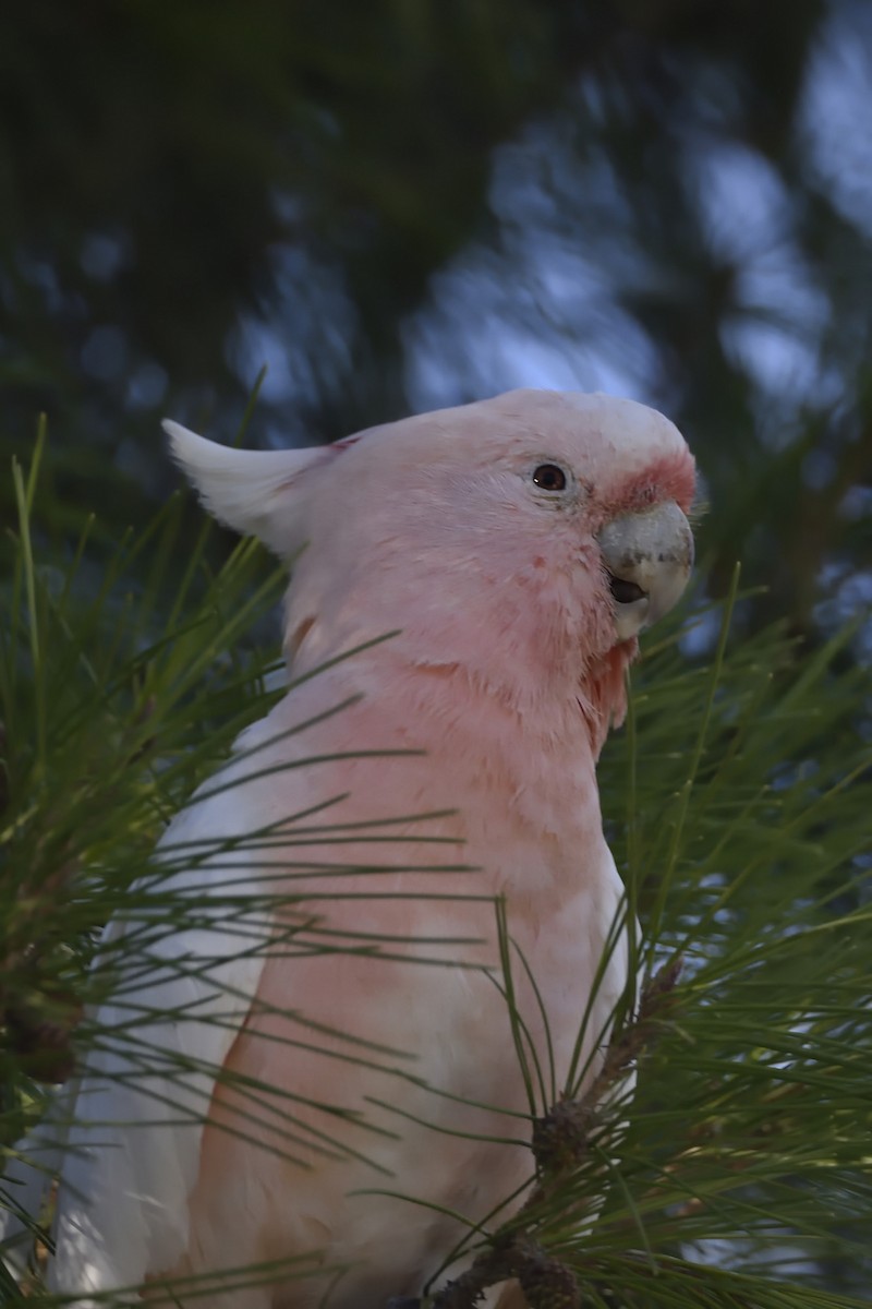Pink Cockatoo - ML413991241