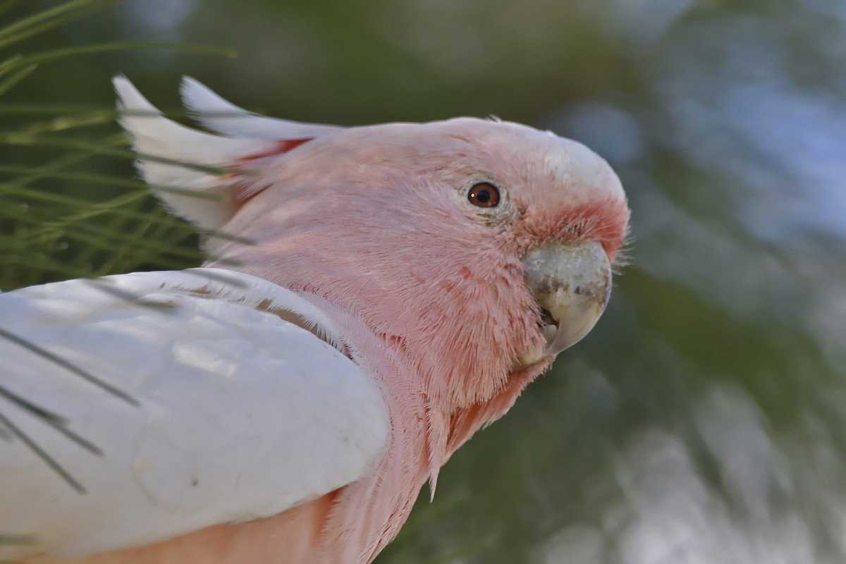 Pink Cockatoo - ML413991251