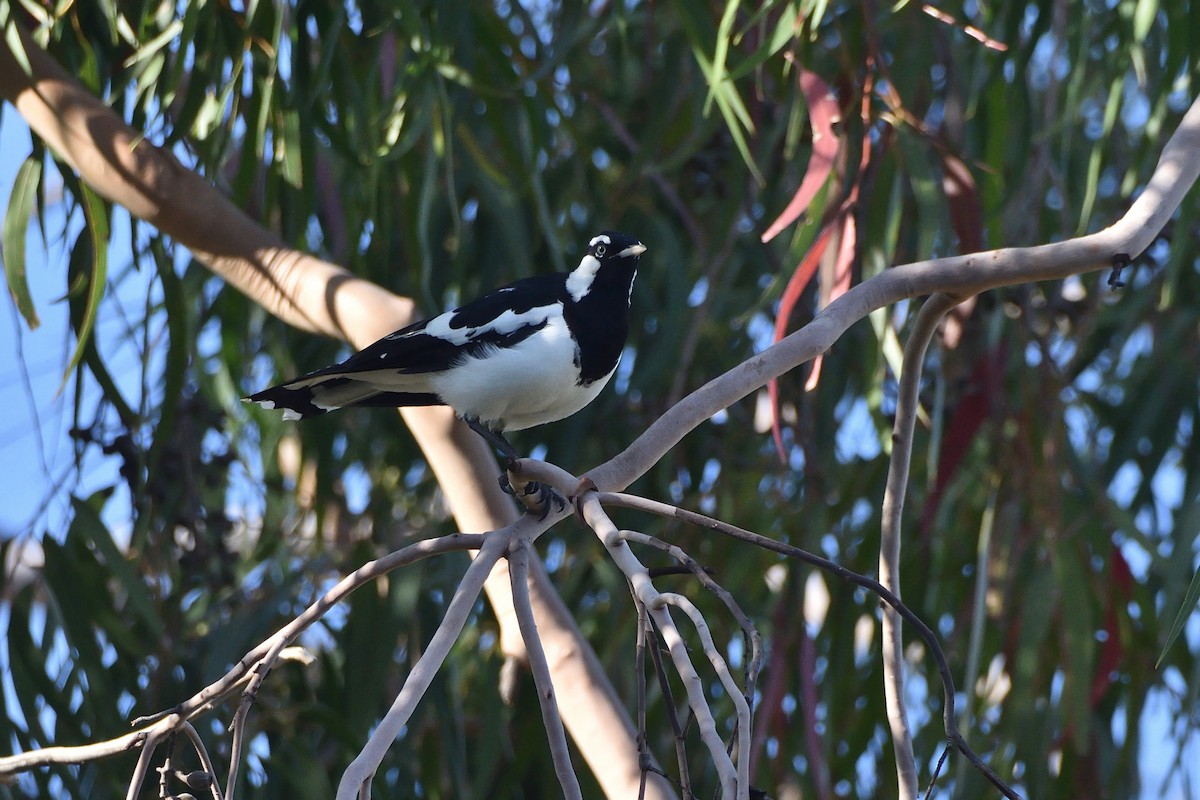 Magpie-lark - ML413991321