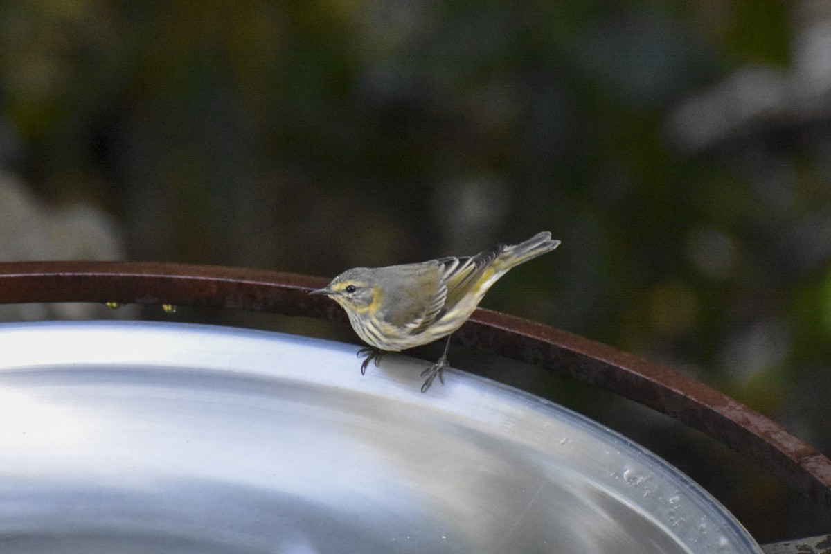 Cape May Warbler - ML413992751