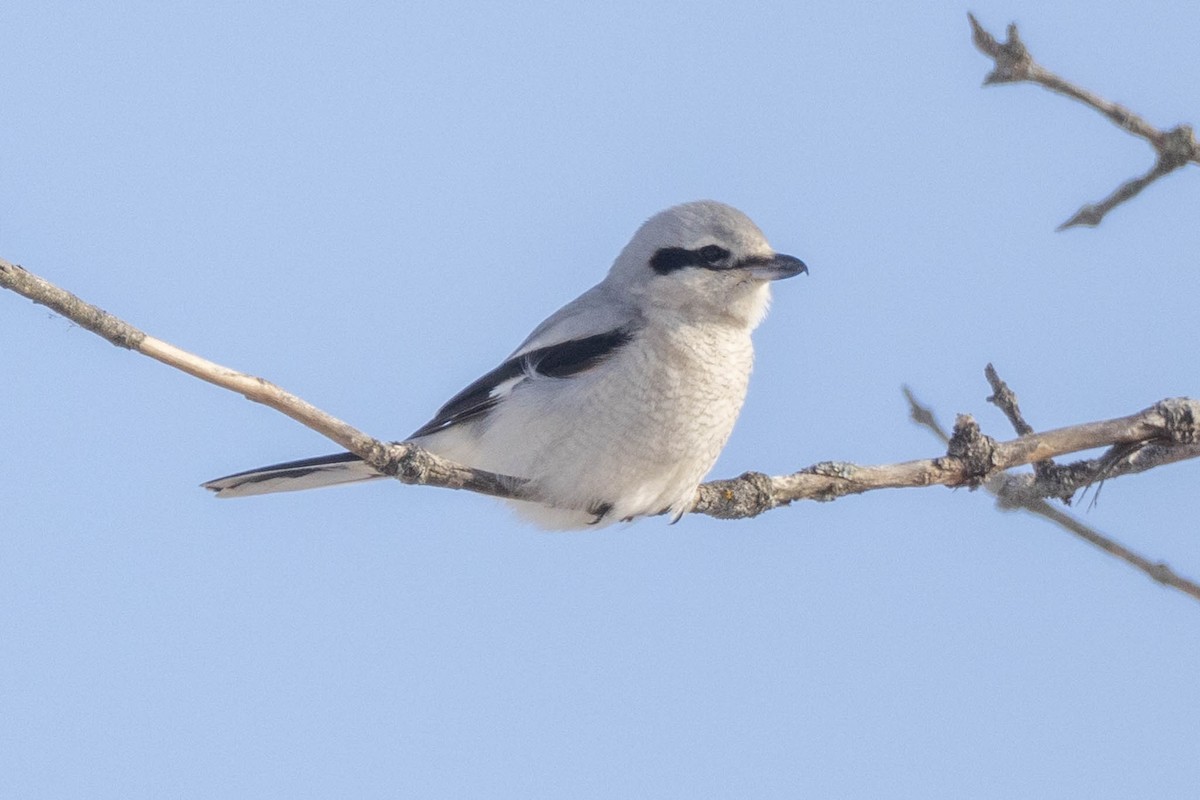 Northern Shrike - ML413993011