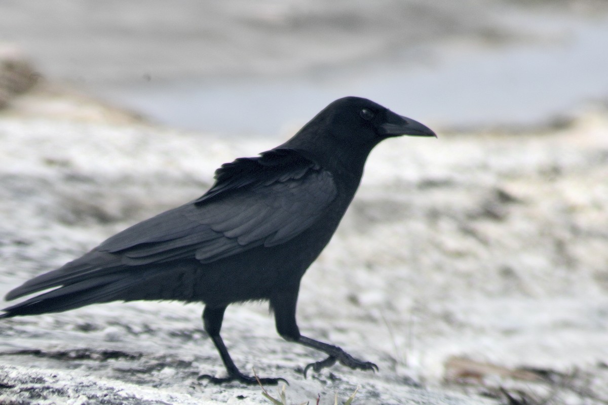 American Crow - ML413993201