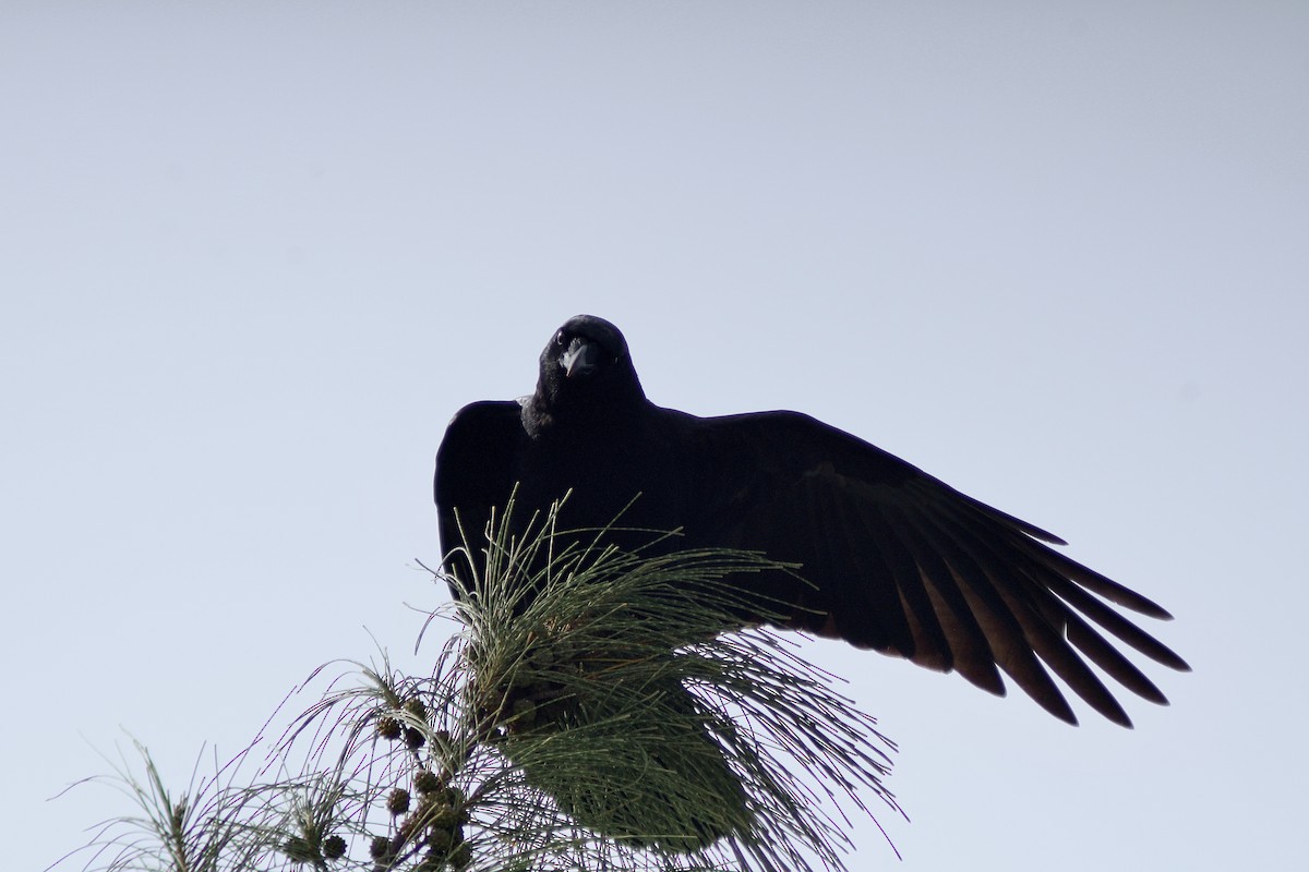 American Crow - ML413993231