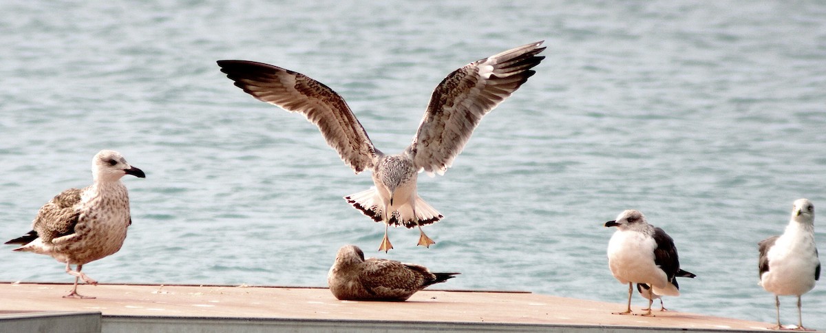 Lesser Black-backed Gull - ML413993291