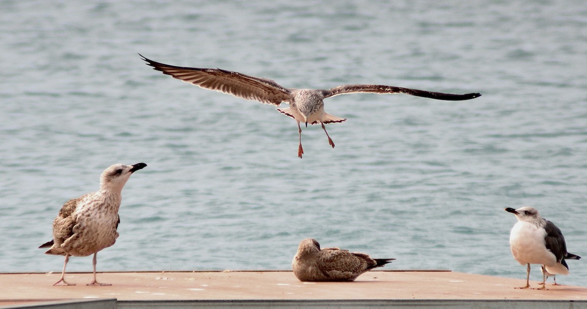 Lesser Black-backed Gull - ML413993331