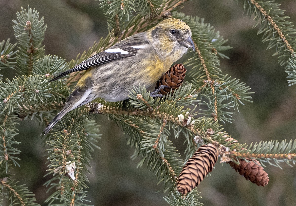 White-winged Crossbill - ML413994861