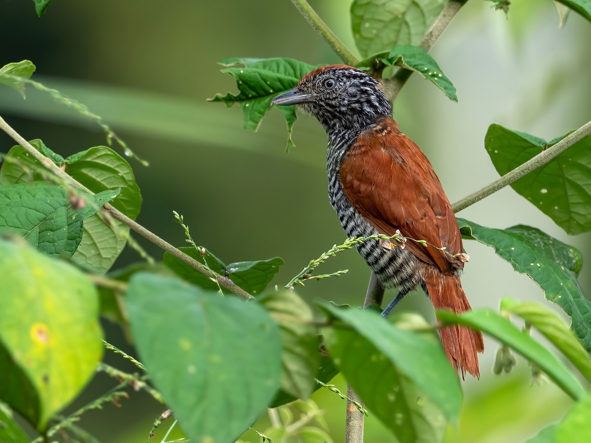 Lined Antshrike - ML413996621