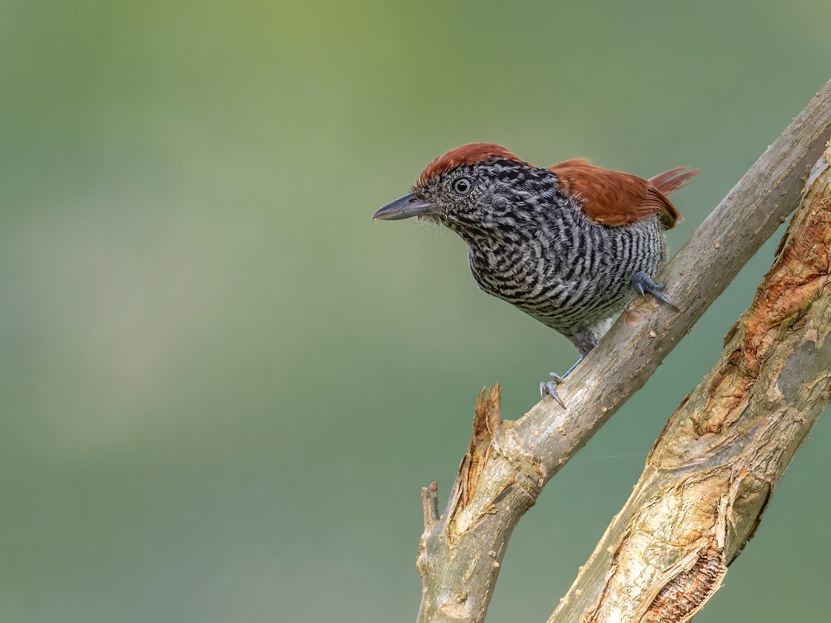 Lined Antshrike - Andres Vasquez Noboa