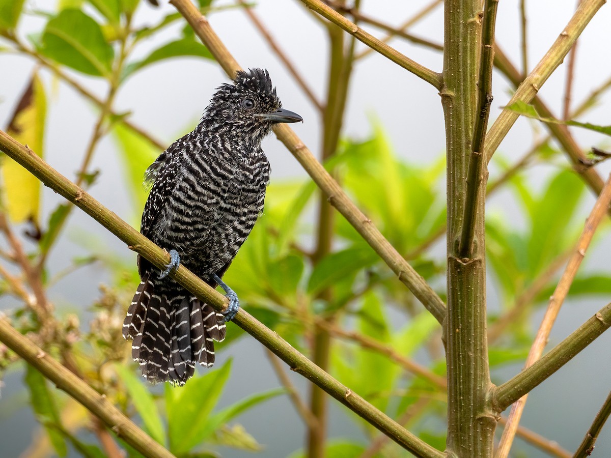 Lined Antshrike - ML413996641