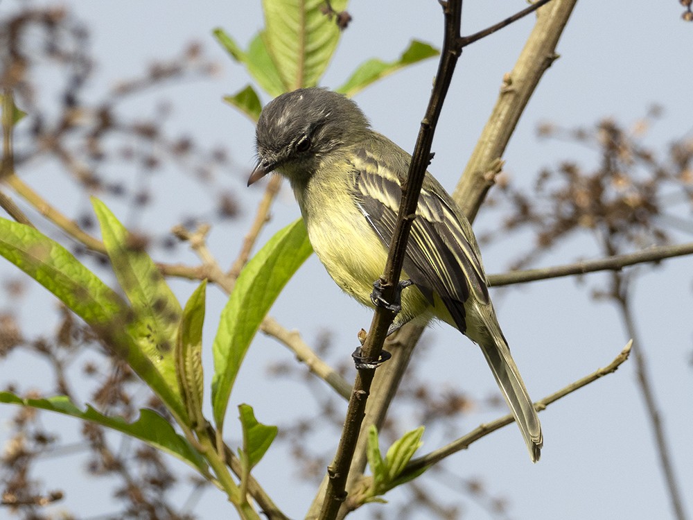 Forest Elaenia - ML413997021