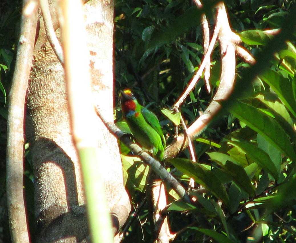 Red-throated Barbet - Allen Lewis