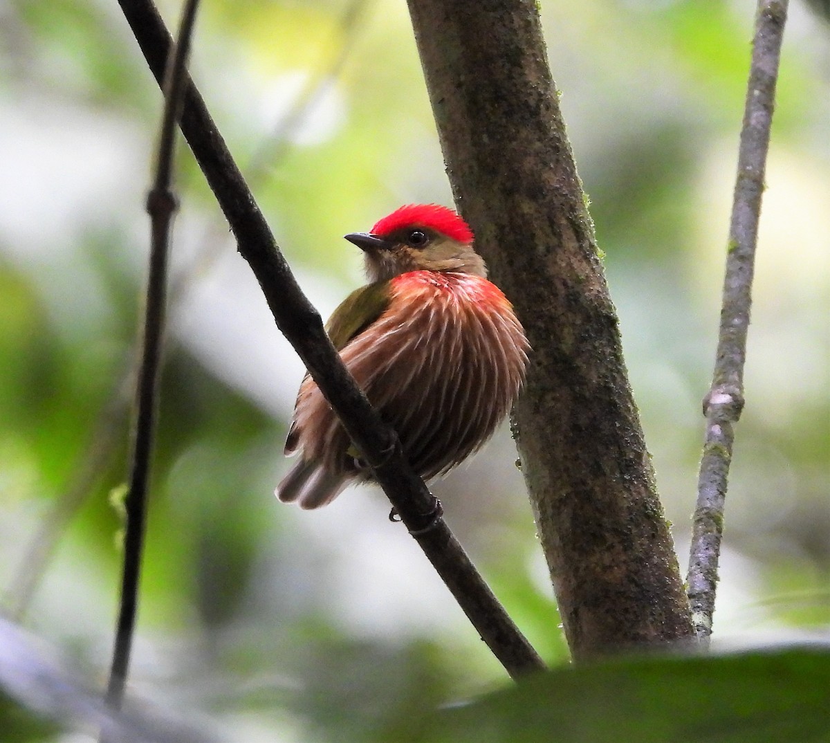 rødstripemanakin - ML414001421