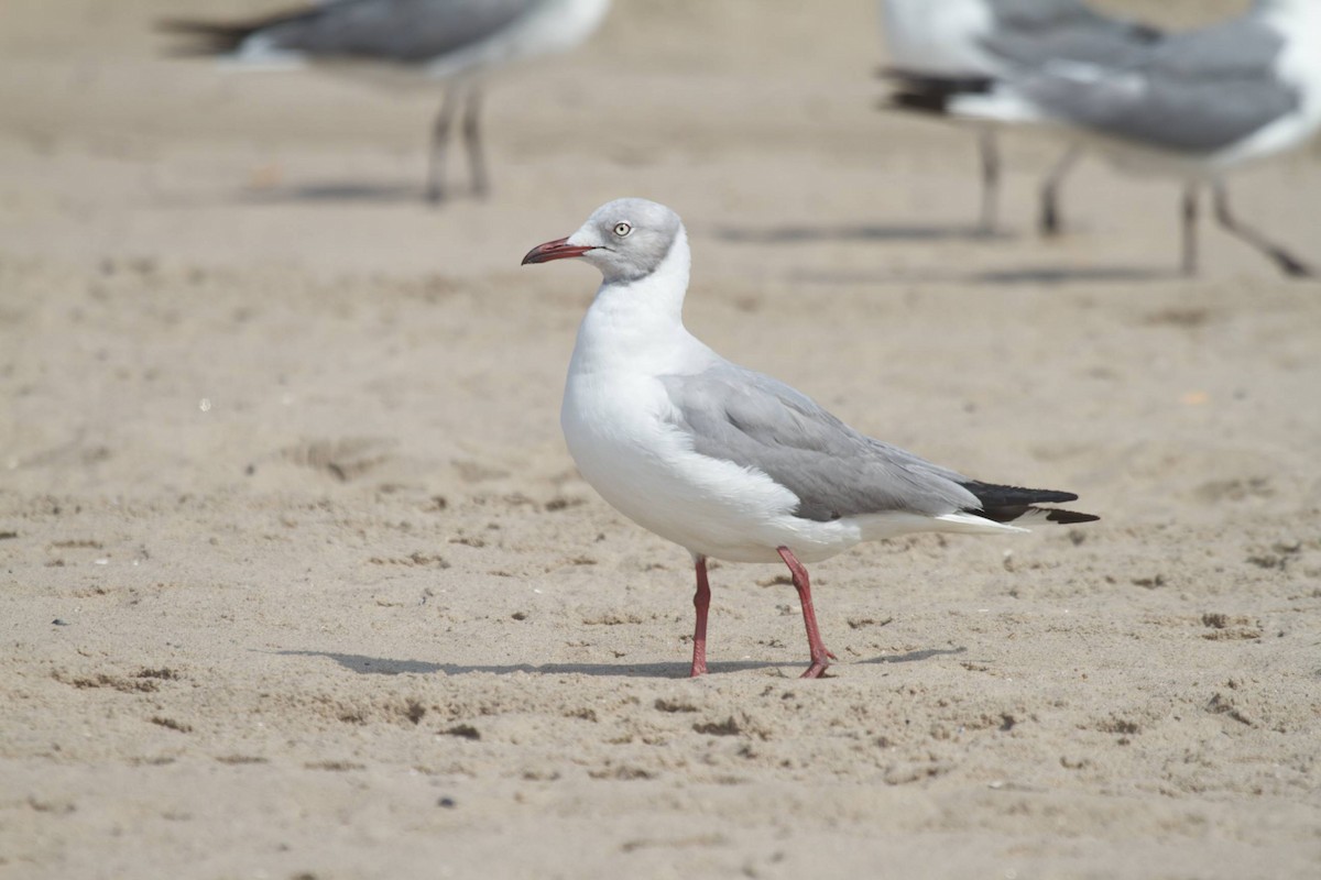 Gray-hooded Gull - ML41400171