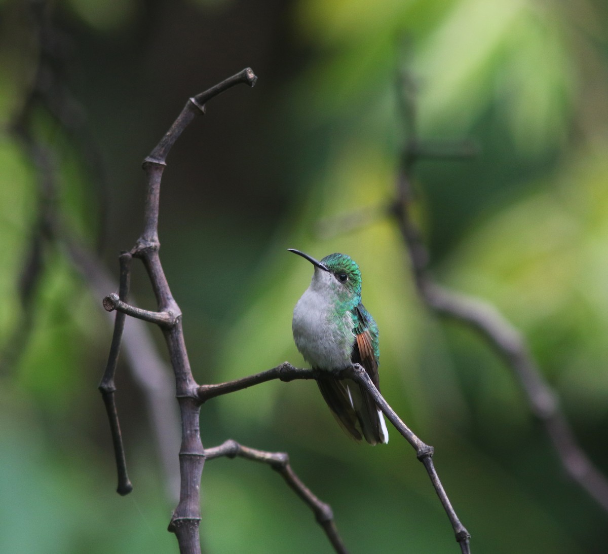White-tailed Hummingbird - ML414002881